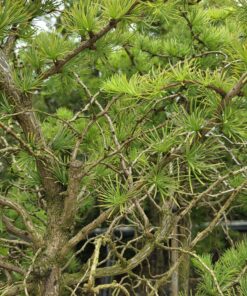 Larix kaempferi 'Diana'