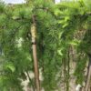 Larix kaempferi 'Stiff Weeper'