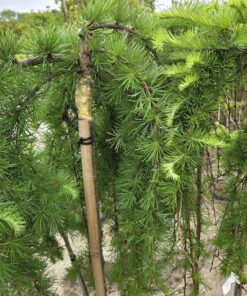 Larix kaempferi 'Stiff Weeper'