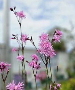 LYCHNIS FLOS-CUCULI 'PETITE JENNY BLOOM'