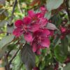 Malus 'Royalty Red'