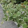 Plectranthus fruticosus