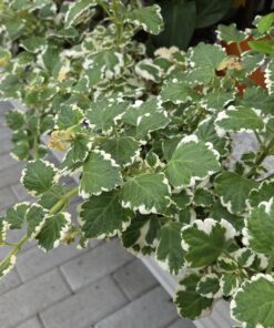 Plectranthus fruticosus
