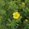 Potentilla recta