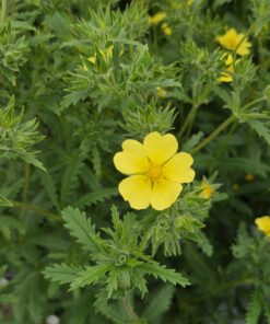 Potentilla recta