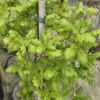 Quercus robur fastigata
