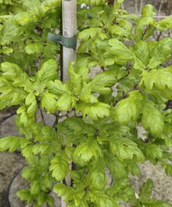 Quercus robur fastigata