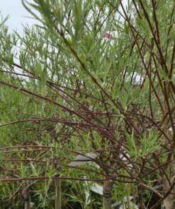 Salix palmowa