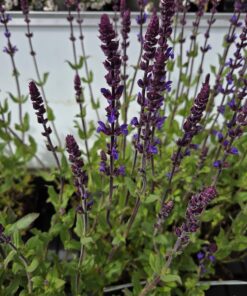 SALVIA nemorosa 'Caradonna'