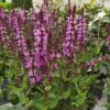 SALVIA nemorosa 'Marvel Rose'