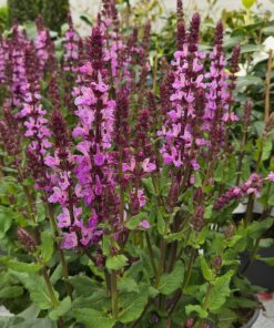 SALVIA nemorosa 'Marvel Rose'