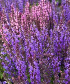 Alternative view of SALVIA nemorosa 'Marvel Rose'