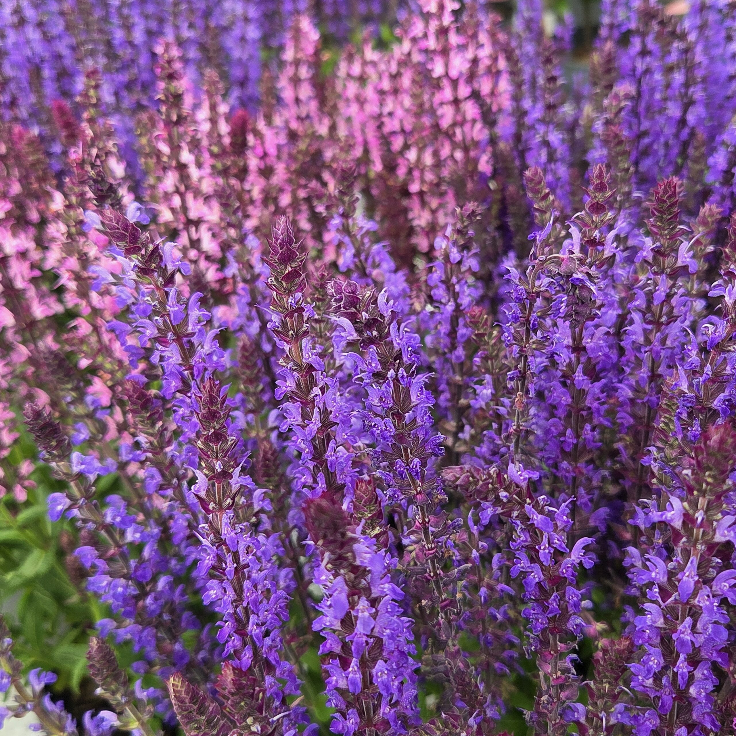 SALVIA nemorosa 'Marvel Rose' - Bilde 2