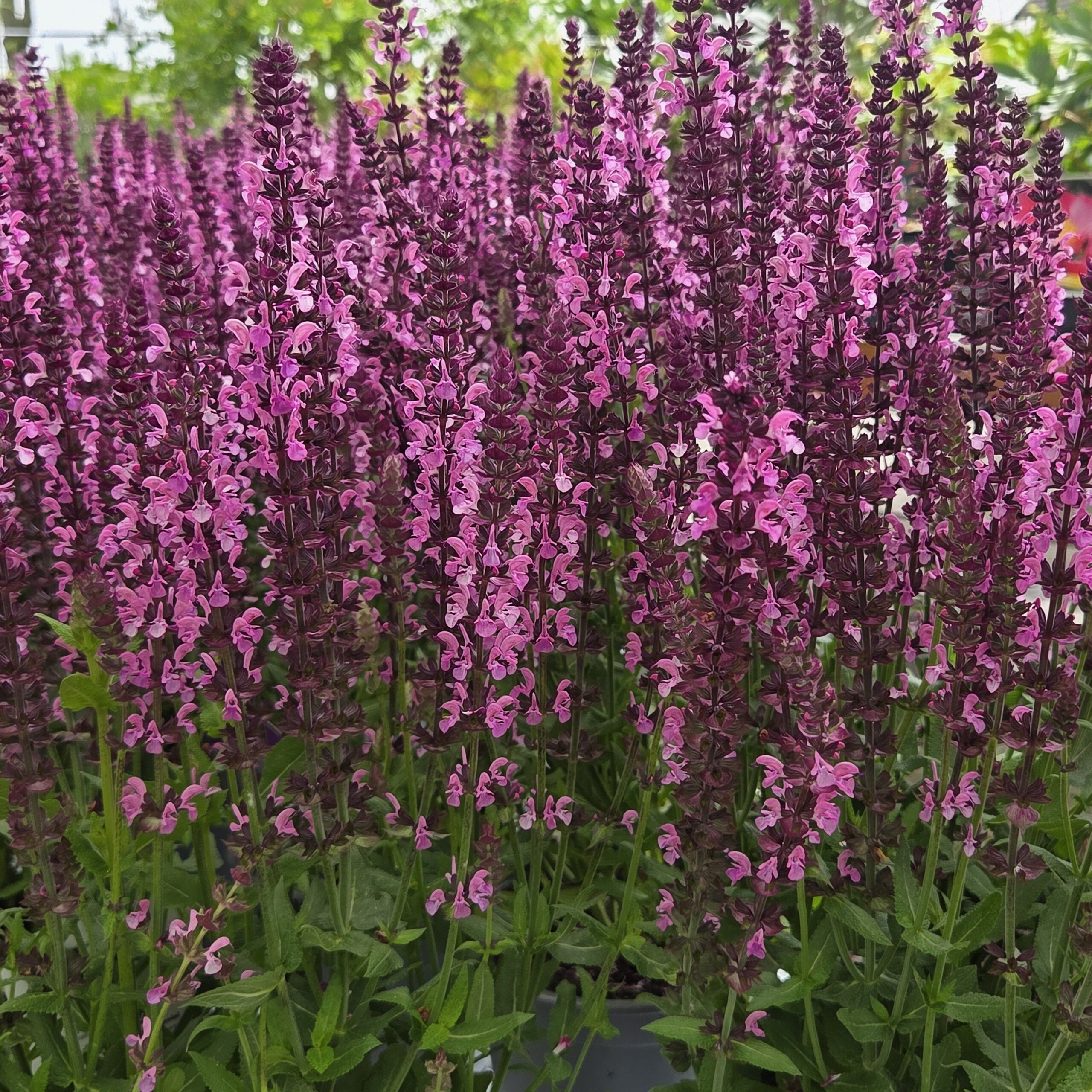 SALVIA nemorosa 'Marvel Rose' - Bilde 3
