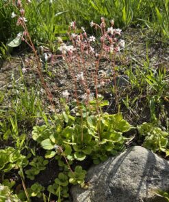SAXIFRAGA paniculata