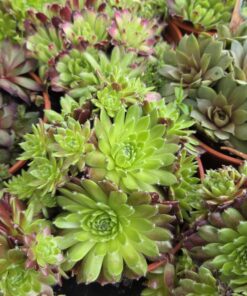Sempervivum Hybrid