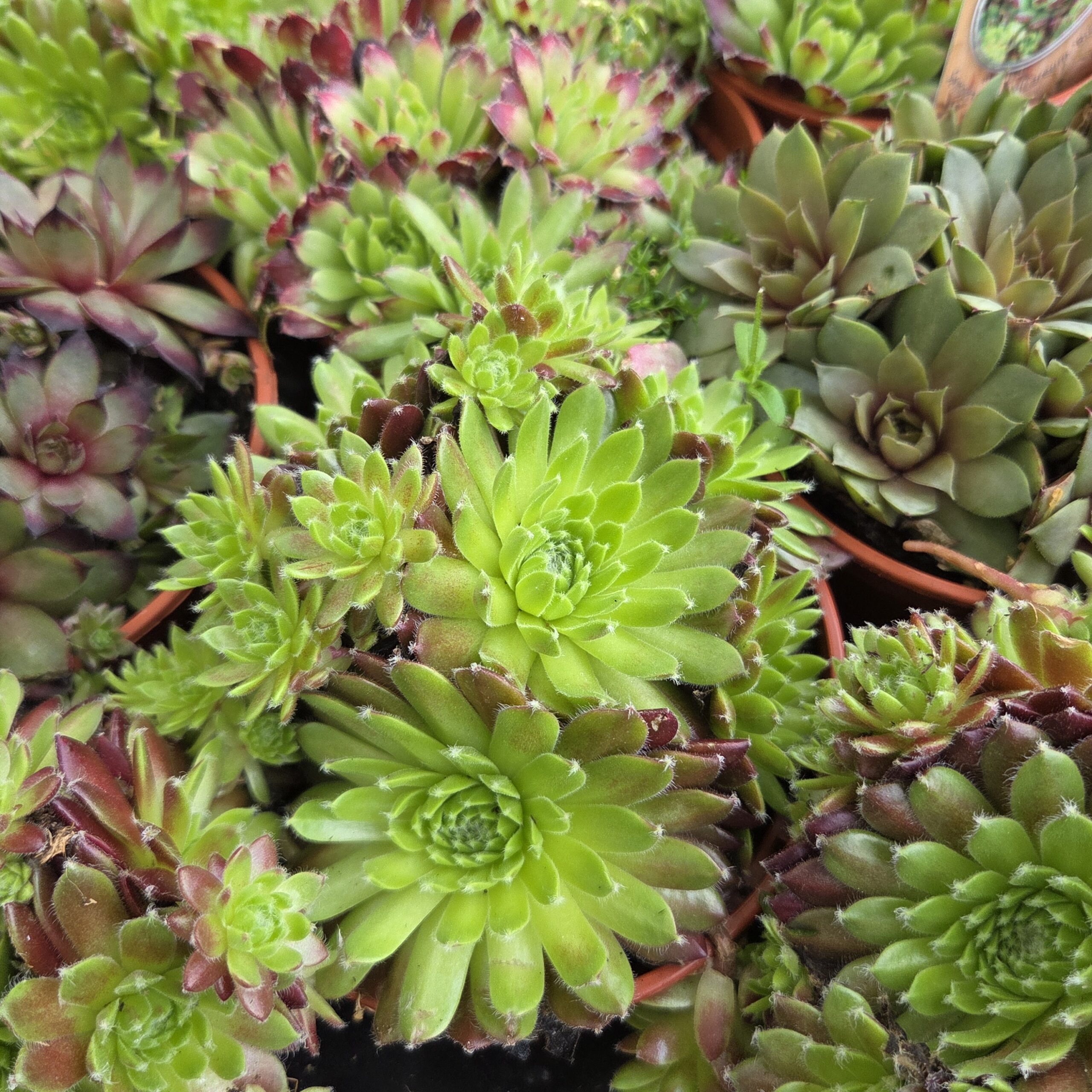 Sempervivum Hybrid