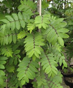 Sorbus aucuparia fastigata