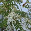 Sorbus commixta 'Halla San'