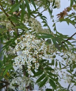 Sorbus commixta 'Halla San'