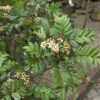 Sorbus reducta