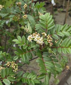 Sorbus reducta