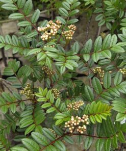 Alternative view of Sorbus reducta