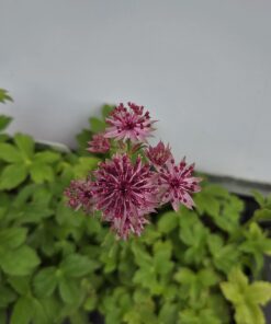 ASTRANTIA MAJOR 'ROMA'