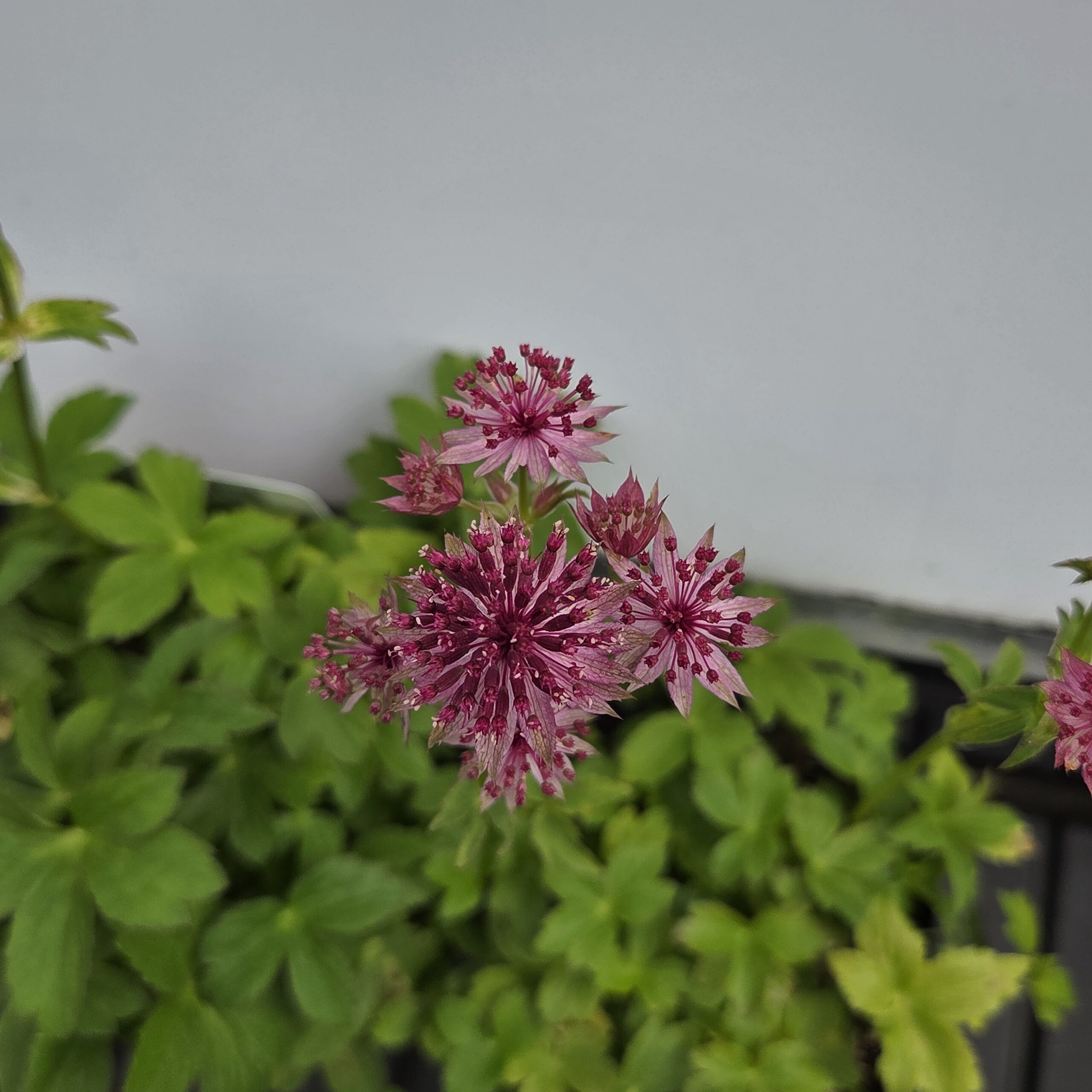 ASTRANTIA MAJOR 'ROMA'