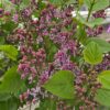 Syringa