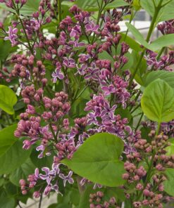 Syringa