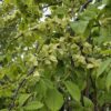 Ulmus glabra 'Camperdownii'