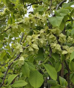 Ulmus glabra 'Camperdownii'