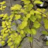Metasequoia gly. 'Gold Rush'