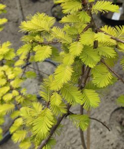 Metasequoia gly. 'Gold Rush'