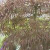 Acer palmatum 'Garnet'
