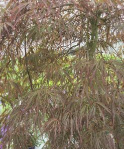 Acer palmatum 'Garnet'
