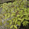 Aralia elata