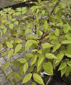 Aralia elata