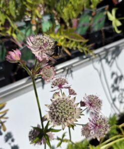 ASTRANTIA major 'Rosensinfonie'