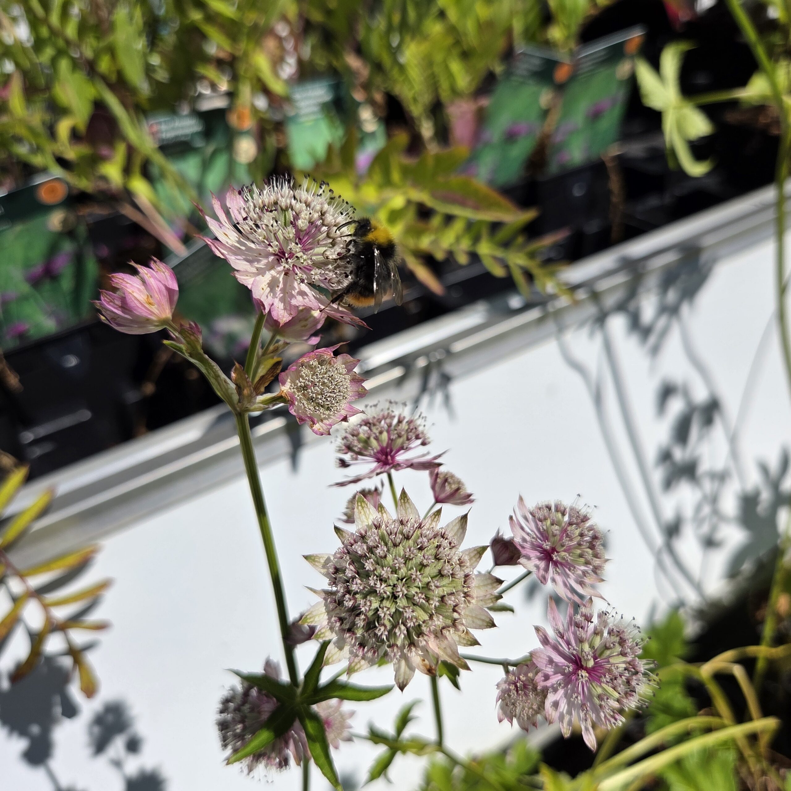 ASTRANTIA major 'Rosensinfonie'