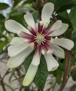 Alternative view of Calycanthus 'Venus'