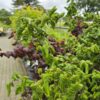 Corylus avellana 'Contorta'