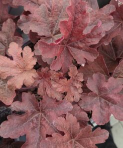 Heucherella - Alunrot hybrid