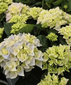 Alternative view of Hagehortensia fra Horpestad Gartneri