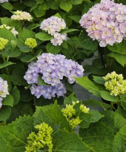 Hagehortensia fra Horpestad Gartneri