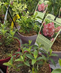 Hydrangea pani. 'Groundbreaker'