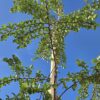 Nothofagus antartica