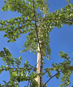 Nothofagus antartica