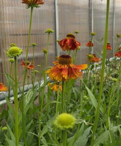 HELENIUM autumnale 'Moerheim Beauty'